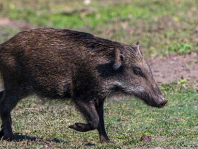 जंगली बँदेललाई धपाउन, पक्रन वा मार्न पाइने, सरकारद्वारा ‘कृषि हानिकारक वन्यजन्तु’ घोषणा