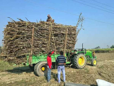उखु खेतिको बिकल्पमा अन्य खेति खोज्दै कृषक