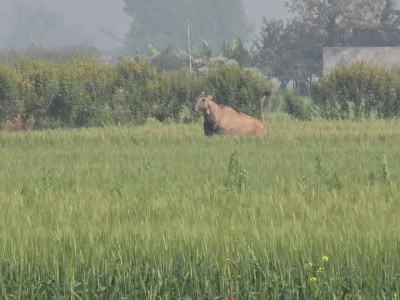 नीलगाईले दुख दिदाँ रौतहटका किसान चिन्तित