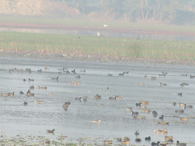 बढैयातालमा रमाउँदै आगन्तुक चराहरु