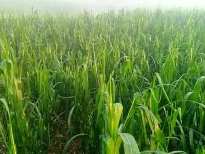 असिना पानीले कृषिवालीमा क्षति, घोगा लागेको मकै सखाप