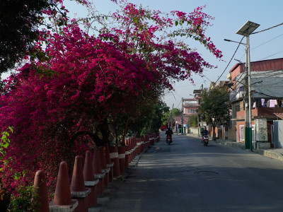 धोविखोला किनारमा ढकमक्क फूलहरु (तस्वीरहरु)