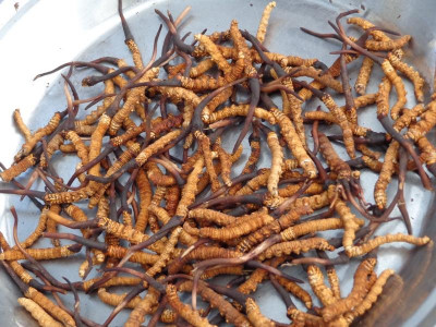 मुगुमा पाइने बहुमूल्य जडीबुटी पछिल्लो समय घट्दो