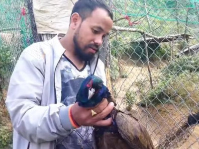 बाजुराको गौमुलमा बाघको बिगबिगी : फर्म भित्रका ४४ कालिज सखाप