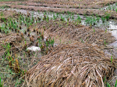 बेमौसमी वर्षाले सर्लाहीको धान बालीमा क्षति
