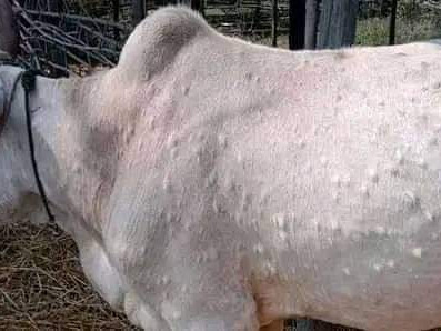 २९ जिल्लाका साढे २७ हजार गाइभैँसीमा लम्पी स्किन रोगको संक्रमण