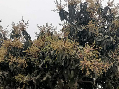 आँप र लिचिमा लाग्न थाल्यो मोजर