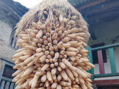 अर्गानिक मकैको माग बढ्दो, खेती भने जोगाउनै मुस्किल
