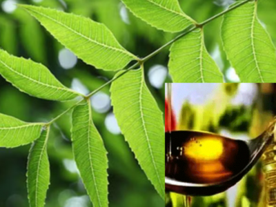 आज तेल लगाउने र नीमको पात खाने दिन