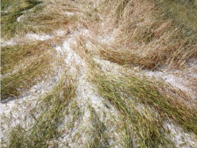 असिना पानीले भित्र्याउने समयको बाली नष्ट, कृषकहरू चिन्तित