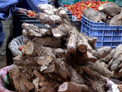 माघे संक्रान्तिले बढायो तरुलको कारोबार