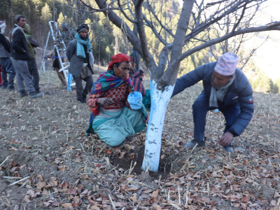 मुगुका कृषक स्याउ खेतीमा आकर्षित, प्राविधिक ज्ञानको अभाव