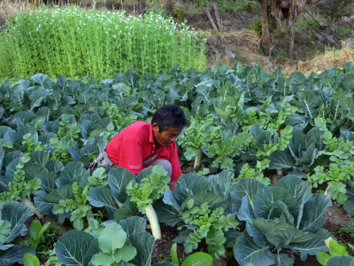 विदेशबाट फर्केर तरकारी खेती गर्दै