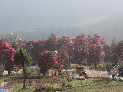 पर्यटकको पर्खाइमा लालीगुराँसले ढकमक्क घोडेपानी