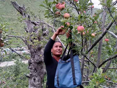 जुम्लाका किसान स्याउ टिप्न व्यस्त