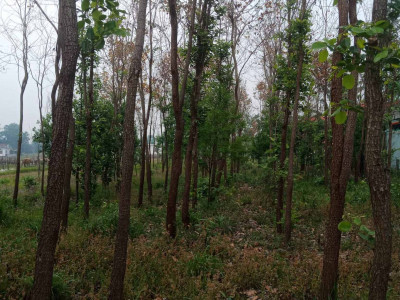 रक्तचन्दन र श्रीखण्डको व्यावसायिक खेती