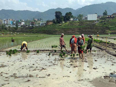 असार लाग्यो, भक्तपुरमा सुरु भयो रोपाइँ