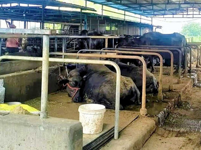व्यावसायिक पशुपालनमा युवा आकर्षण