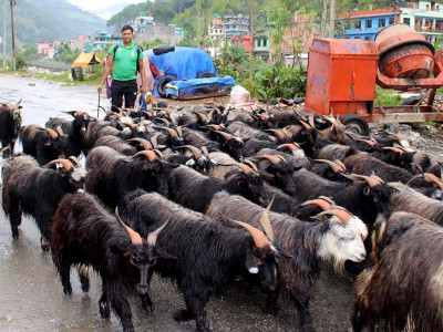 दसैँका लागि दार्चुलाबाट च्याङ्ग्रा काठमाडौँ ल्याइँदै