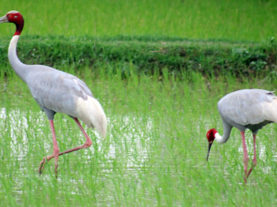 सिमसार क्षेत्र मासिएपछि  घट्दै सारस