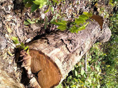 सामुदायिक वनका पदाधिकारी नै वन फडानीमा संलग्न