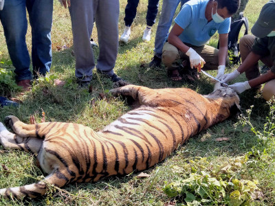 बर्दियामा पाटे बाघ मृत फेला