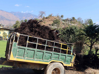 रुकुम(पूर्व) मा टर्कीबाट ल्याइयो ओखरका बिरुवा