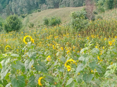 सूर्यमुखी फूलको खेतीमा रमाउँदै मिलन