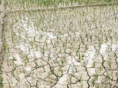‘आकाश हेर्दै असार बित्यो’