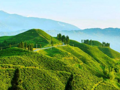 गुणस्तरमा ध्यान दिए नेपाली चिया अन्तर्राष्ट्रिय बजारमा फैलने