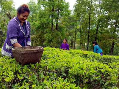 ‘नेपाली चियाको गुणस्तर जाँच गर्न भारत धाउनुपर्छ ’
