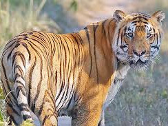 बर्दिया राष्ट्रिय निकुञ्जमा बाघ हेर्न पर्यटकको घुइँचो