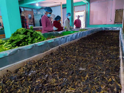 रोङमा व्यावसायिक गुन्द्रुक उत्पादन