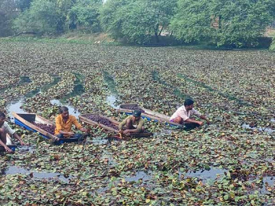 व्यावसायिक सिँगडाखेतीबाट गाउँमै लाखौँ आम्दानी
