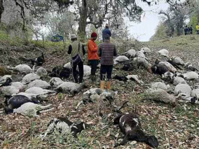 चट्याङले लागेर ४५ भेडा मरे,गोठाला पनि घाईते