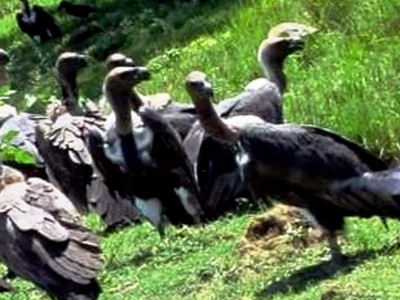 सङ्कटमा प्रकृतिका कुचीकार–गिद्ध : पर्यावरणका लागि खतरा