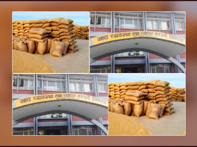 सरकारले यसवर्ष समर्थन मूल्यमा गहुँ खरिद गर्न सकेन