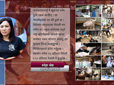 ‘जारा’लाई छिमेकीले विष खुवाइदिए अनि स्नेहाले बाटो मोडिन्