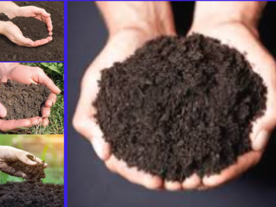 आज विश्व माटो दिवस : विभिन्न कार्यक्रम गरि मनाइँदै