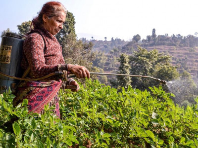 लघुवित्त वित्तीय संस्थाको जोखिमः कर्जामा ९७ प्रतिशत महिला