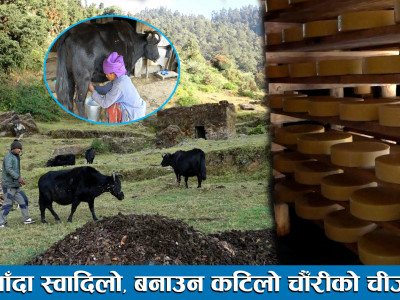 खाँदा स्वादिलो, बनाउन कटिलो चौँरीको चीज ।। Drishya Tv ।।