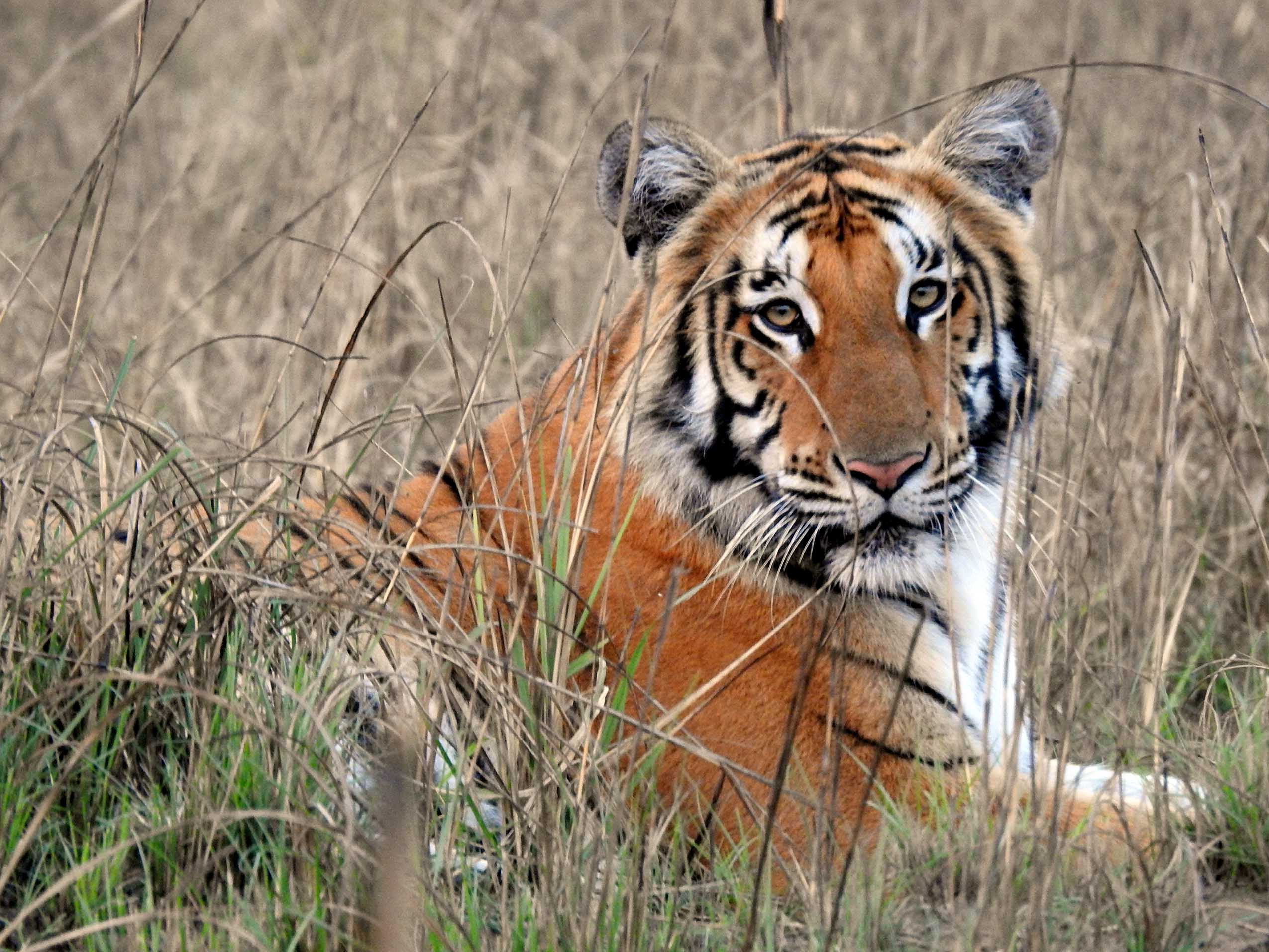 tiger at shuklaphanta