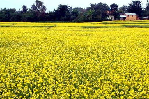 तोरी खेतीमा कृषकको आकर्षण बढ्दो