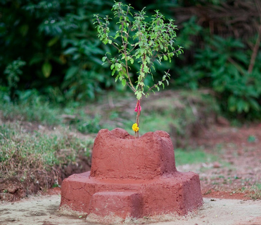 यस्तो छ बहुगुणी कीटनाशक तुलसीको महिमा