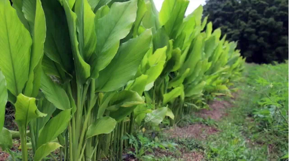 बाँदरले हैरान पारेपछि ‘बेसार खेती’