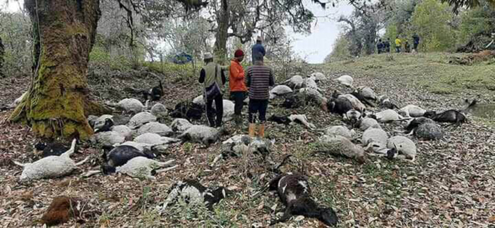चट्याङले लागेर ४५ भेडा मरे,गोठाला पनि घाईते