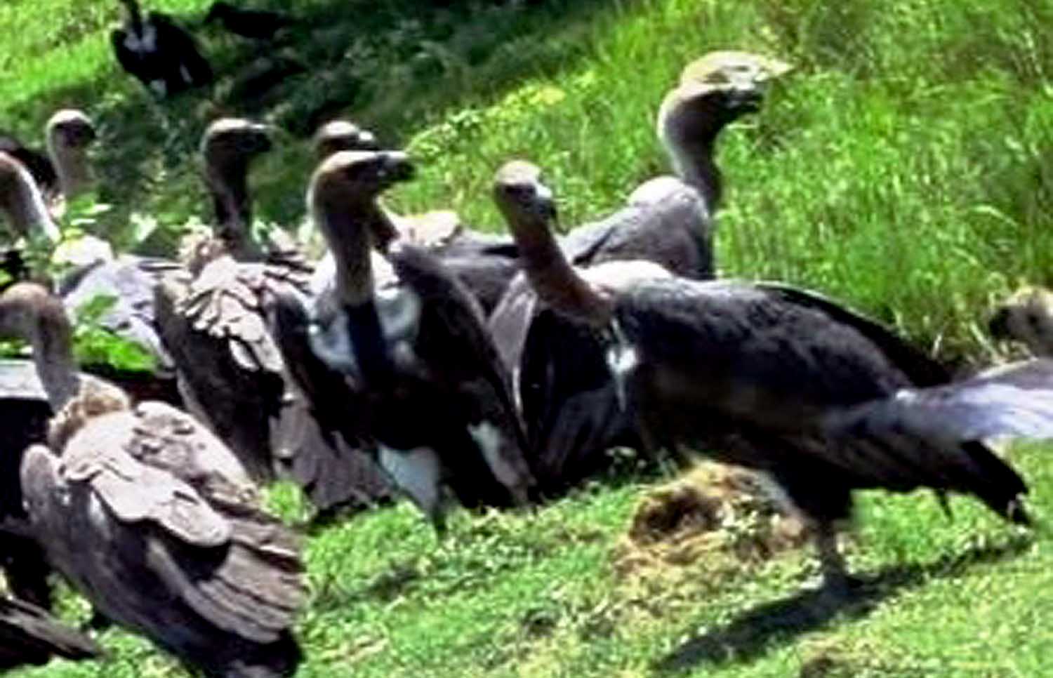 सङ्कटमा प्रकृतिका कुचीकार–गिद्ध : पर्यावरणका लागि खतरा