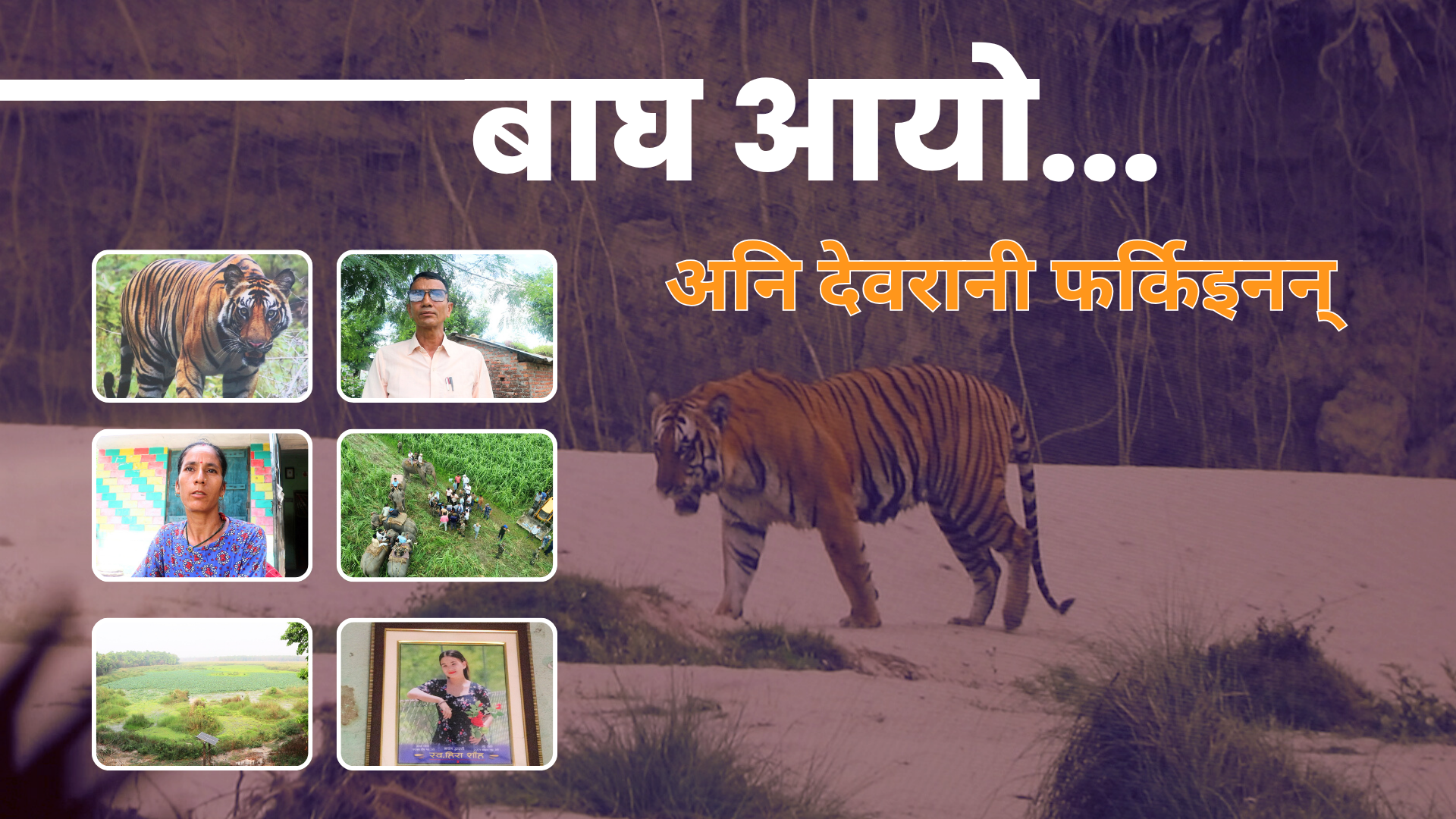विश्व बाघ दिवसको छायाँमा गाउँलेका आँशु : सहअस्तित्वको कथामा पीडादायी घाउ