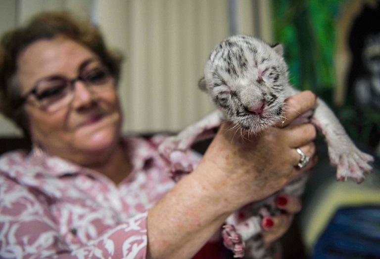 white  tiger 3