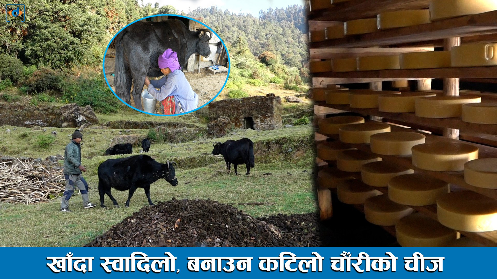 खाँदा स्वादिलो, बनाउन कटिलो चौँरीको चीज ।। Drishya Tv ।।